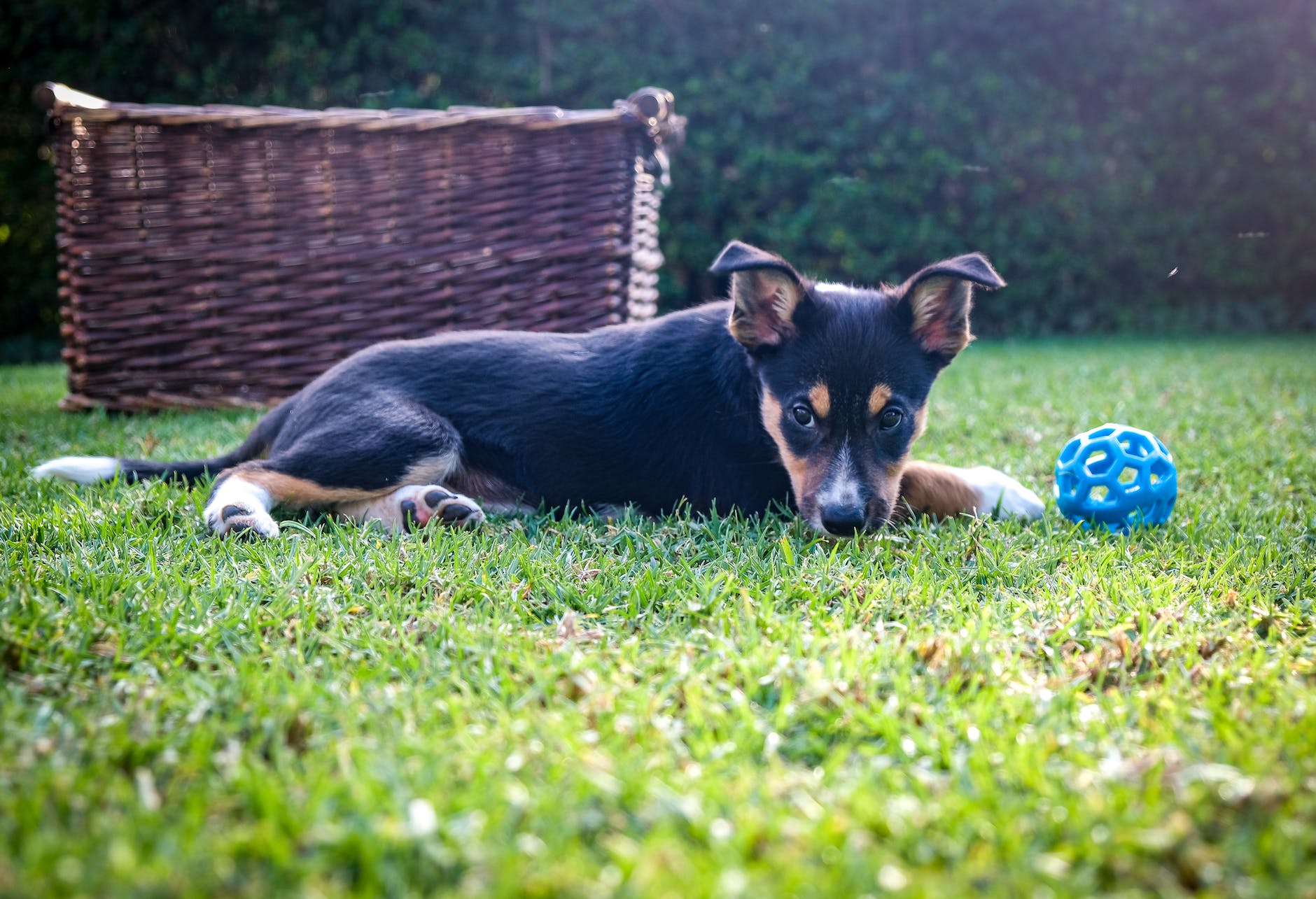 blue ball in front of a dog lying on grass